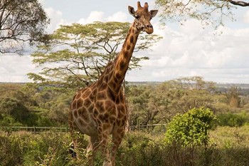 Geotours Nairobi Giraffe Centre_5db74_md.jpg